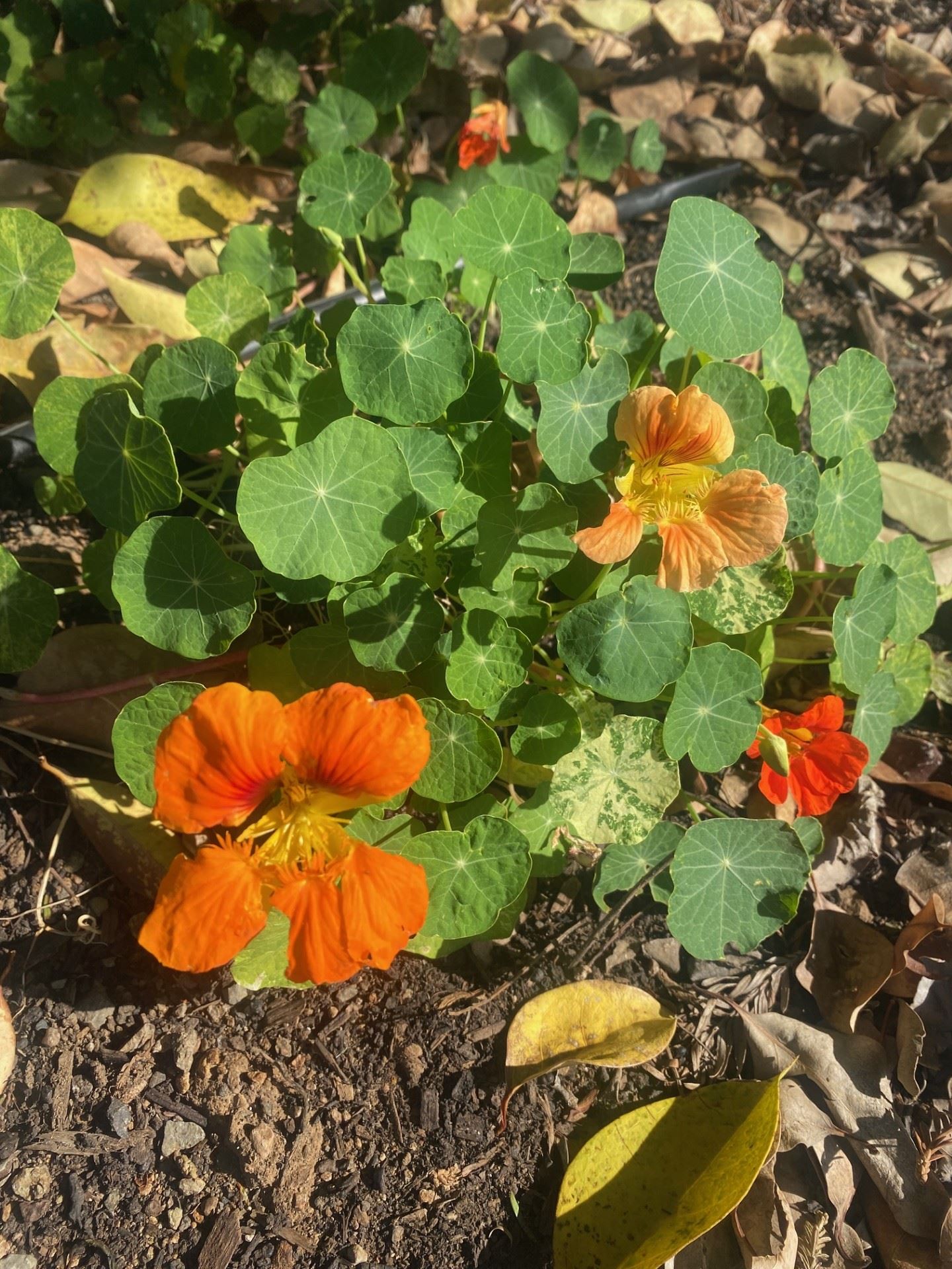 Nasturtium Flowers